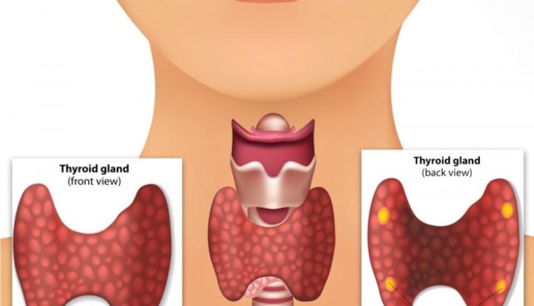 Parathyroid glands and the-thyroid-gland